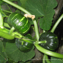 HPU10 Riqian круглый темно-зеленый гибрид F1 семена тыквы 